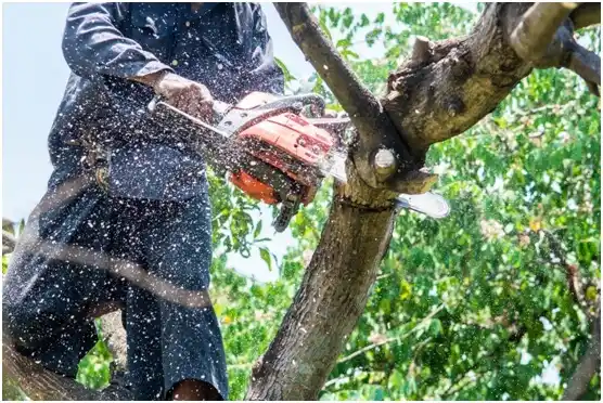 tree services Enumclaw